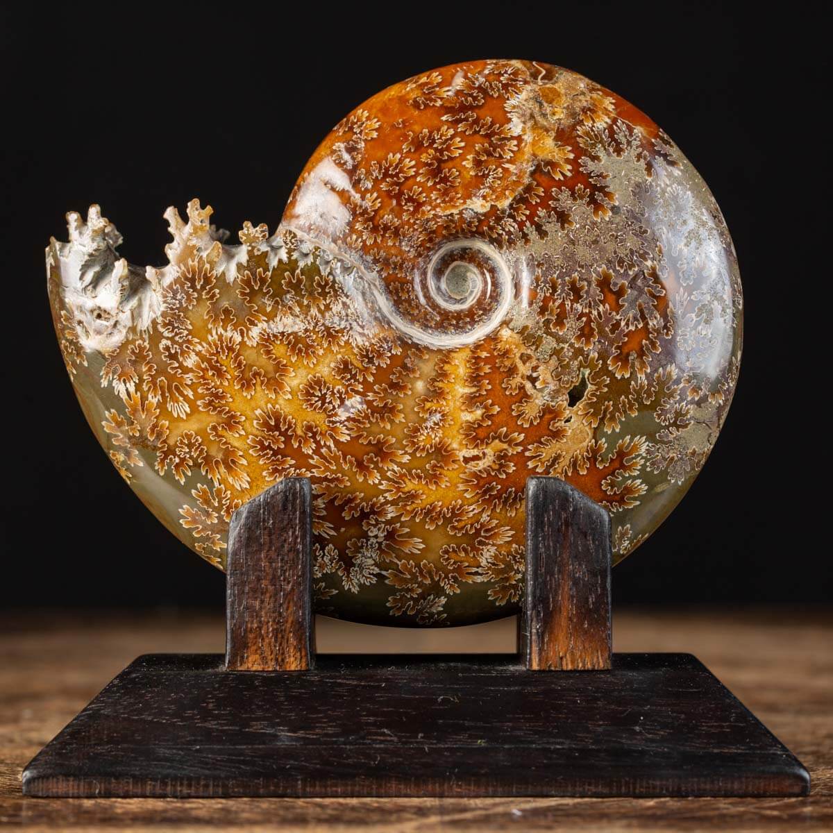 Ammonite Cleoniceras su Base decorativa